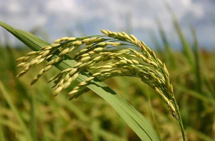 Rio Grande do Sul libera R$ 32,9 milhões para blindar cidades contra novo El Niño