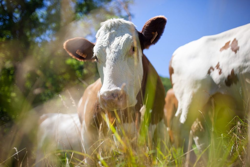 Revolução silenciosa no campo: como a pecuária brasileira supera 234 milhões de cabeças sem depender do Estado