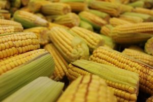Revolução Silenciosa no Campo: Como o milho transformou a economia do agronegócio sem ajuda estatal