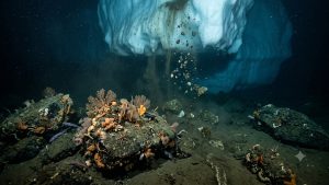 Descoberta inesperada: derretimento de icebergs cria novos lares para a vida marinha em profundezas do Ártico