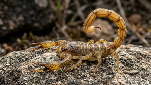 Escorpião-amarelo: o animal peçonhento mais perigoso do país infesta cidades e se reproduz sem machos