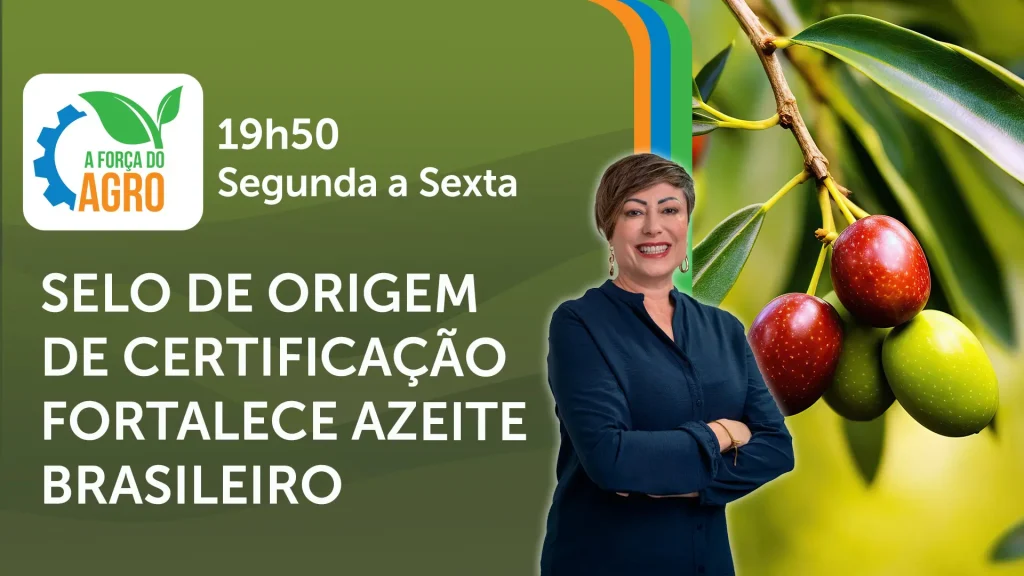Safra recorde de azeite impulsiona setor no Brasil e gera selo de certificação