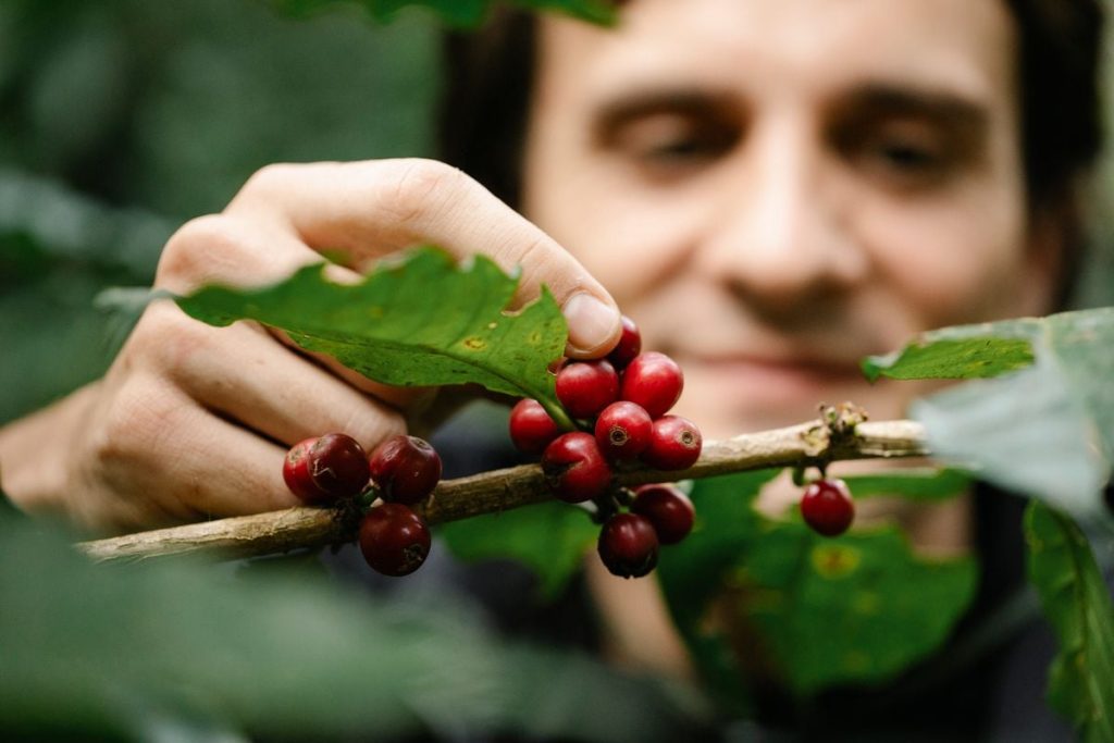 Gigantes do agronegócio: como café, açúcar e cana impulsionam o Brasil no mercado global