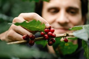 Gigantes do agronegócio: como café, açúcar e cana impulsionam o Brasil no mercado global