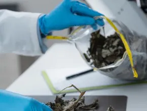 Pesquisa da Unicamp transforma resíduos de soja e cacau em insumos de alto valor para a indústria