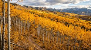 O mistério de Pando: a floresta de 47 mil troncos nos EUA que é, na verdade, uma única árvore gigante
