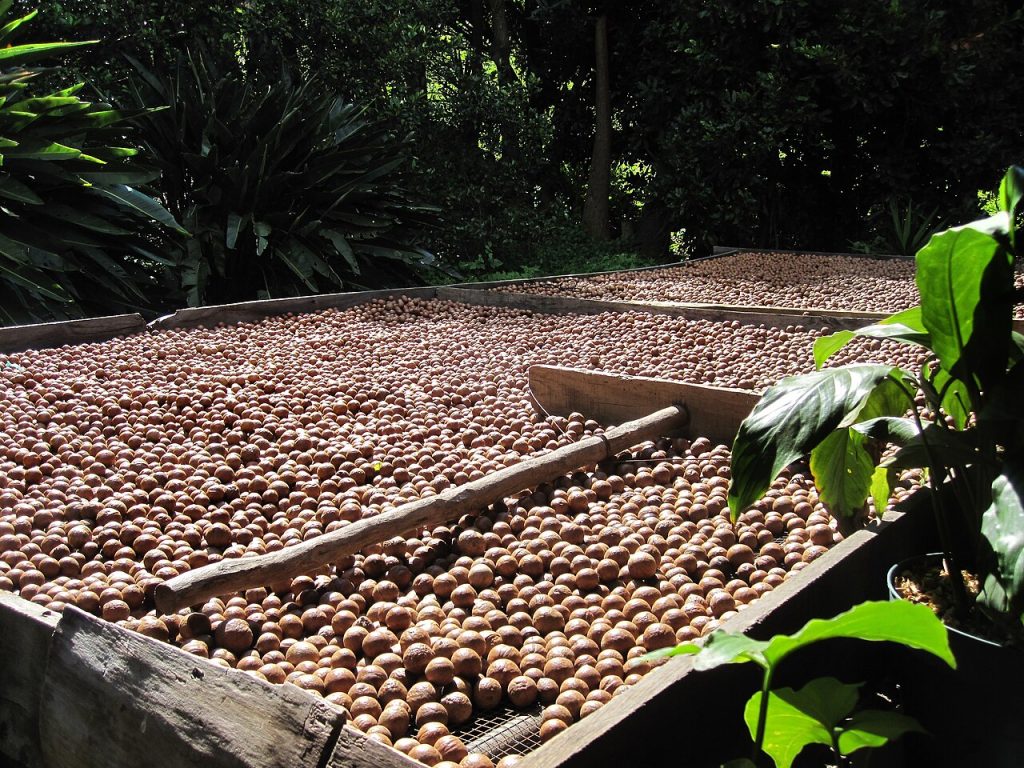 Muito além do sabor: entenda como a macadâmia impulsiona a saúde, a indústria global e o agronegócio