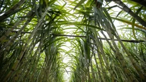 Excesso de chuvas acende alerta no campo e ameaça produtividade da safra de cana-de-açúcar
