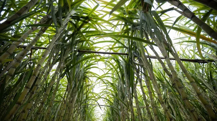 Excesso de chuvas acende alerta no campo e ameaça produtividade da safra de cana-de-açúcar