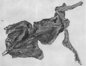 Fóssil de dinossauro de 67 milhões de anos desafia teoria tradicional ao preservar pele após ataque de predadores