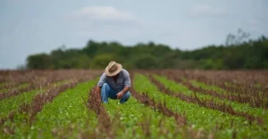 Excesso de chuvas atinge lavouras e encarece a salada do consumidor brasileiro