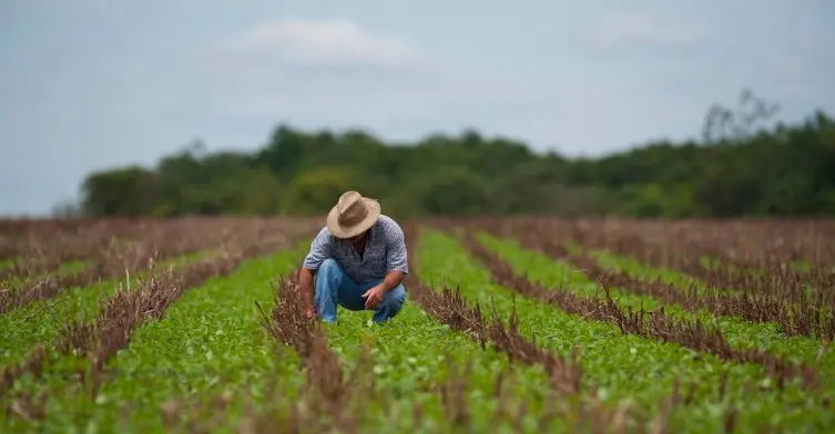 Excesso de chuvas atinge lavouras e encarece a salada do consumidor brasileiro