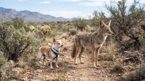 Estudo revela que chihuahuas carregam DNA de coiote