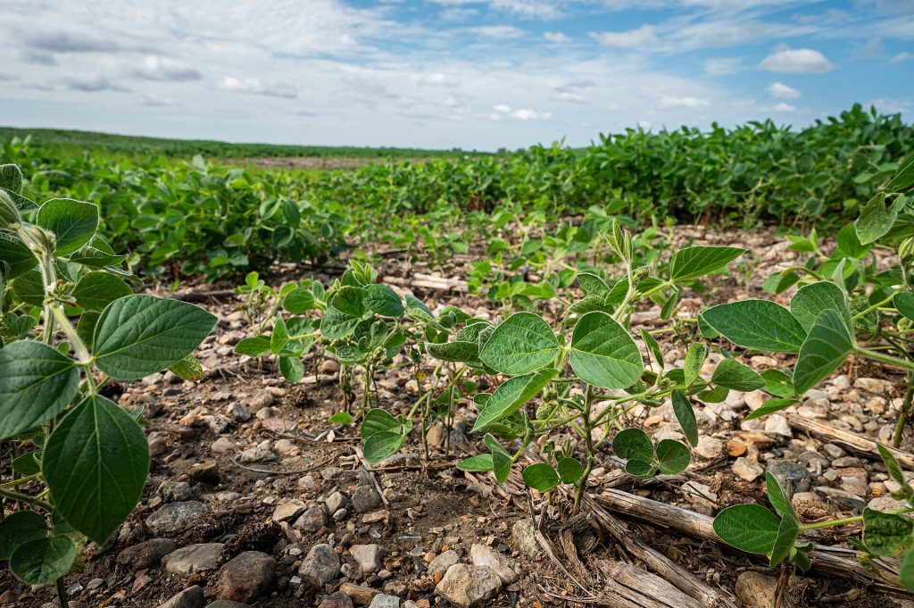Brasil cria primeiro biofungicida à base de metabólitos