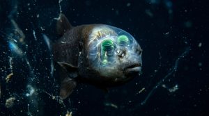 Peixe de cabeça transparente revela olhos que giram no escuro