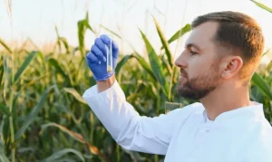 Bioestimulante de algas ganha força no agro